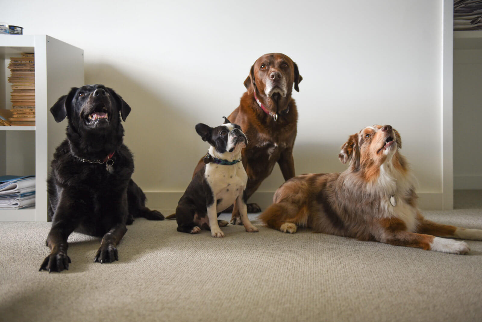 DLC Dogs